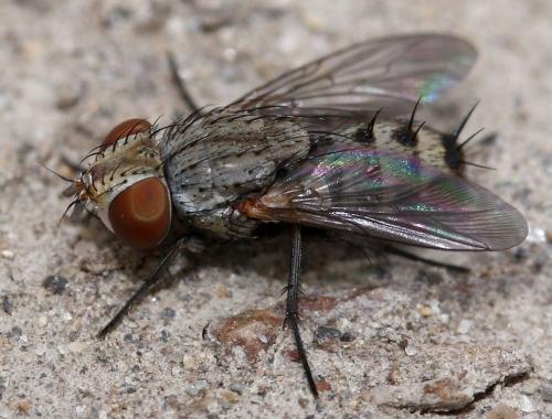 Sphenometopa fastuosa