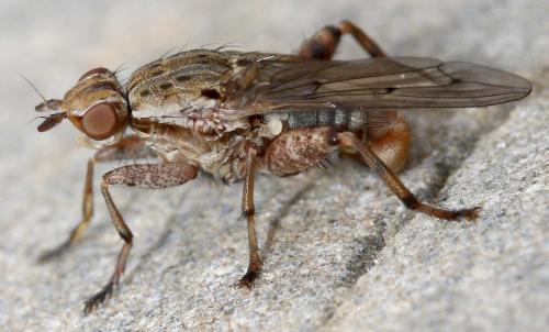 Réf. 31 703 : Salticella fasciata