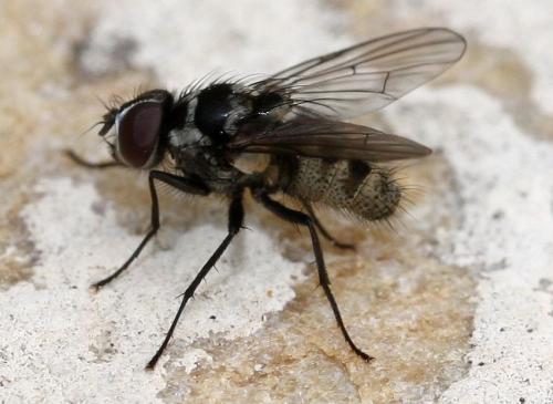 Réf. 31 033 : Limnophora tigrina