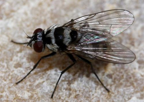 Réf. 31 034 : Limnophora obsignata
