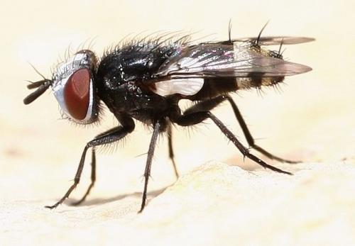 Sphenometopa fastuosa