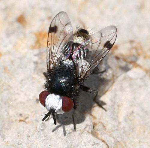 Réf. 31 332 : Sphenometopa fastuosa