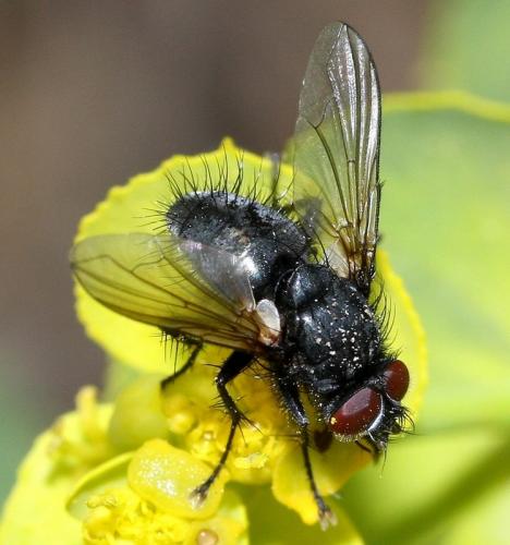 Macquartia dispar