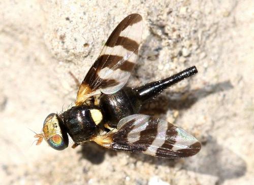 Réf. 31 244 : Urophora quadrifasciata