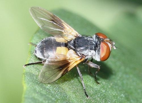 Réf. 31 390 : Ectophasia sp.