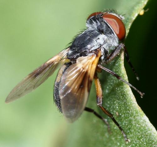Réf. 31 391 : Ectophasia sp.