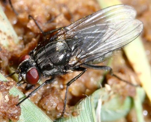 Hydrotaea dentipes