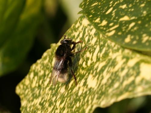 Réf. 31 096 : Criorhina ranunculi