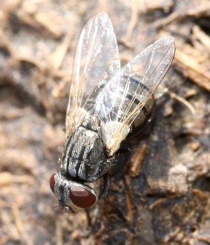 Réf. 31 449 : Musca sp.