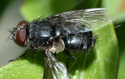 Réf. 31 667 : Pollenia sp.