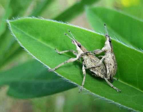 Réf. 31 437 : Charagmus gressorius