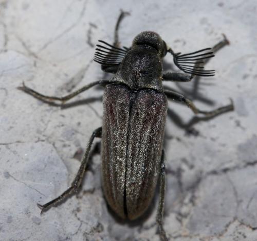 Réf. 31 568 : Ptilophorus dufourii