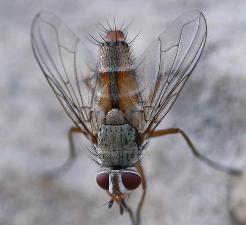 Fischeria bicolor