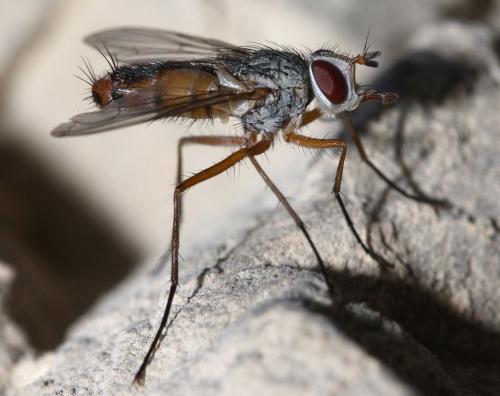 Fischeria bicolor