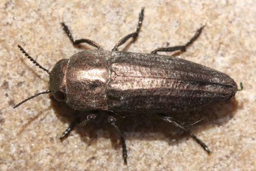 Sphenoptera barbarica