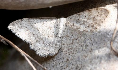 Réf. 31 508 : Scopula marginepunctata