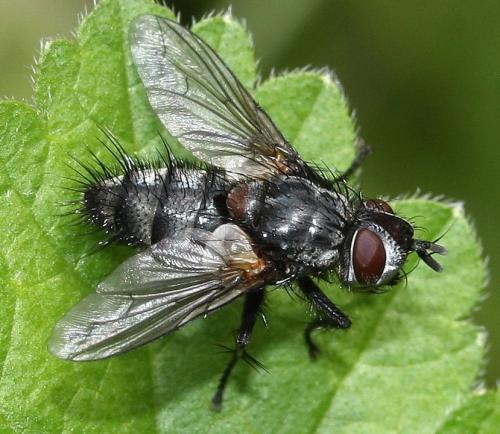Réf. 31 915 : Phorocera assimilis