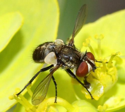 Clytiomya continua