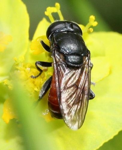 Réf. 31 853 : Eumerus sp.