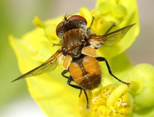 Clytiomya continua