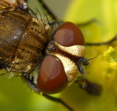 Clytiomya continua