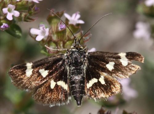 Eurrhypis guttulalis