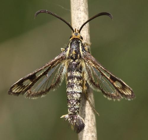 Chamaesphecia sp.