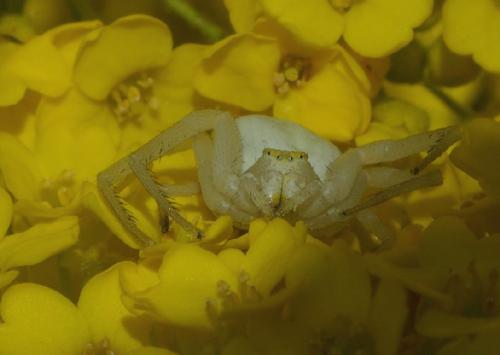 Misumena vatia