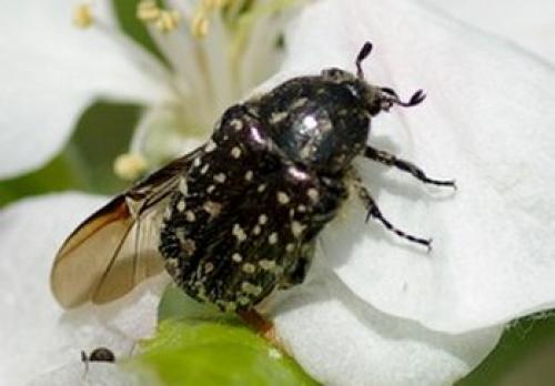 Oxythyrea funesta