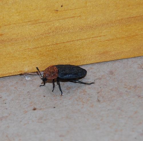 Réf. 31 614 : Oiceoptoma thoracicum
