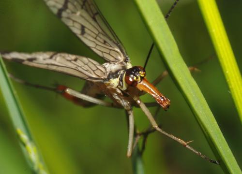 Panorpa communis