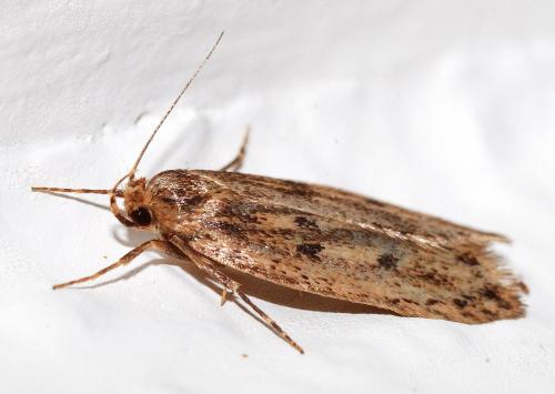 Réf. 31 666 : Hofmannophila pseudospretella