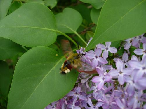Réf. 31 857 : Hemaris fuciformis