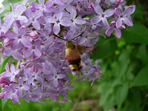Hemaris fuciformis