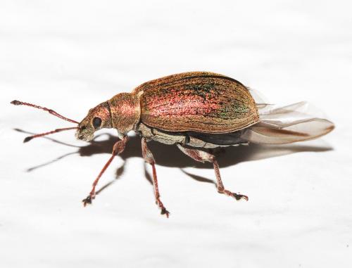 Réf. 31 514 : Phyllobius pyri