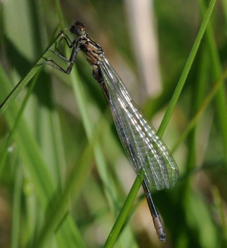 Réf. 31 420 : Ischnura elegans