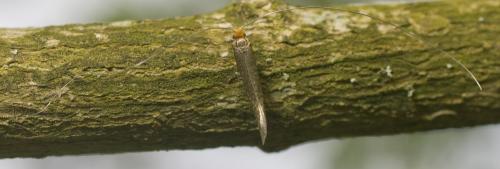 Réf. 31 091 : Nematopogon sp.