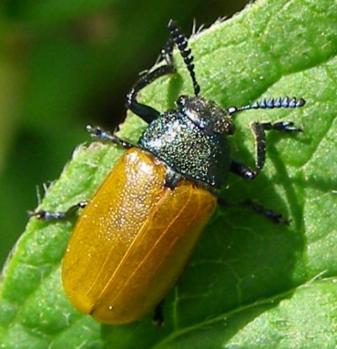 Réf. 31 562 : Labidostomis taxicornis
