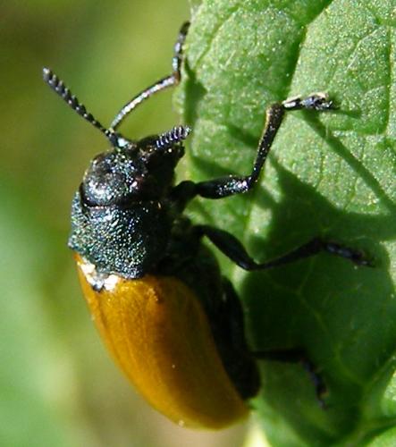 Réf. 31 563 : Labidostomis taxicornis
