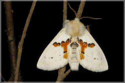 Leucodonta bicoloria