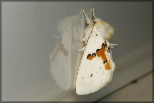Leucodonta bicoloria