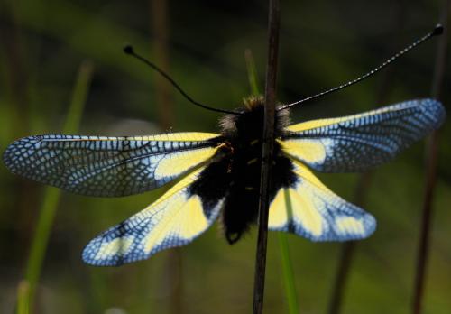 Libelloides coccajus