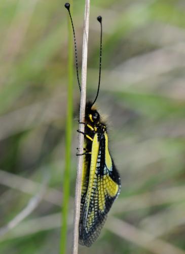 Libelloides coccajus