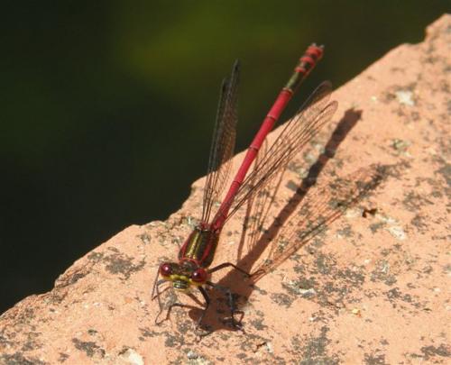 Pyrrhosoma nymphula