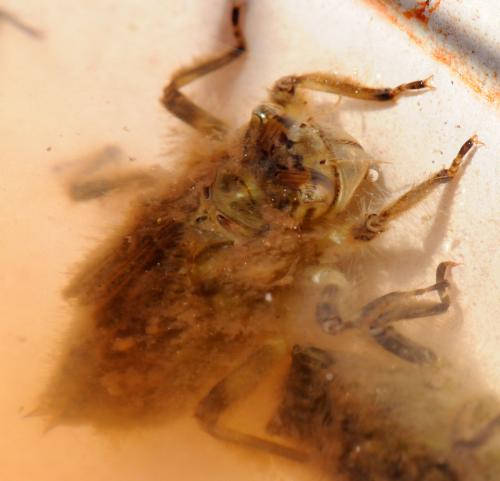 Libellula depressa