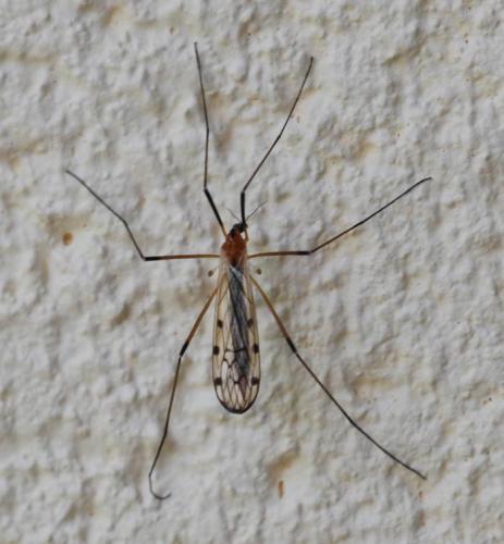Réf. 31 482 : Limonia nigropunctata