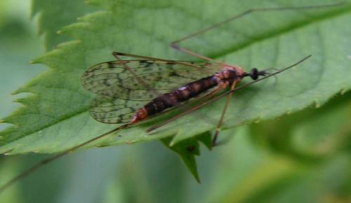 Réf. 31 903 : Rhipidia maculata