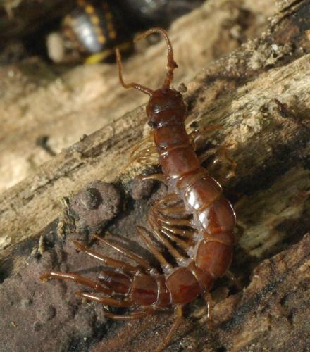 Réf. 31 041 : Lithobius sp.