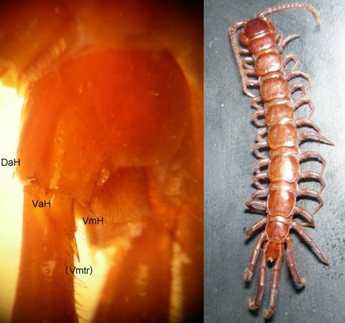 Réf. 31 218 : Lithobius pilicornis