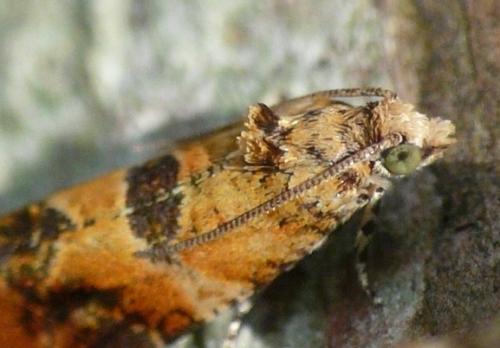 Réf. 31 692 : Lobesia reliquana